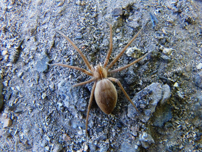 Spider Field Arachnid Free Photos