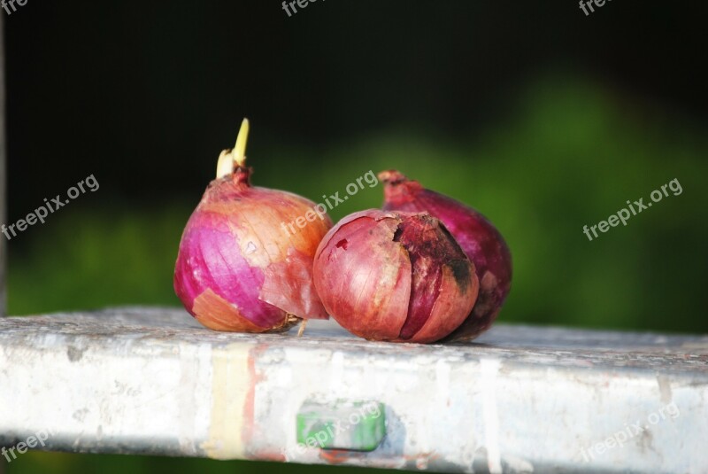 Onions Vegetable Food Cooking Garden