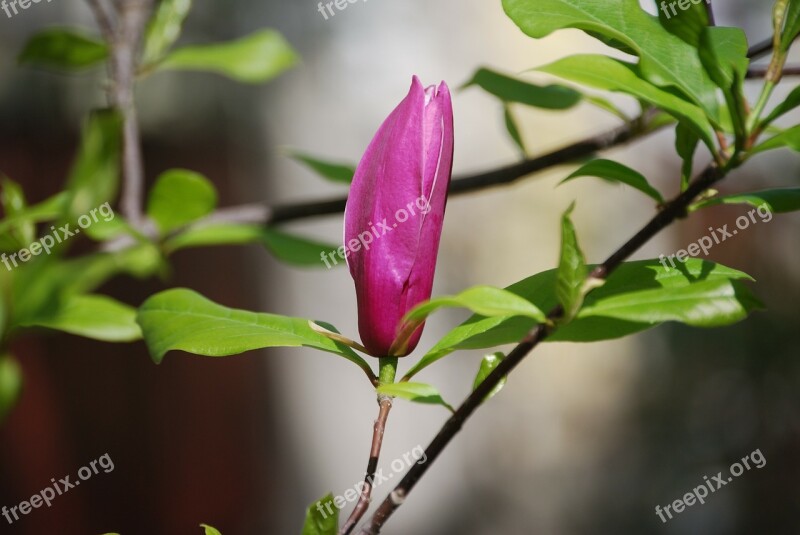 Bush Flower Tulip Tree Magnolia Spring