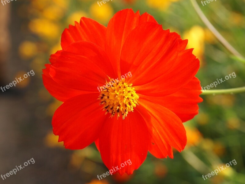 Summer Japan Summer Flowers Plant Red Flowers