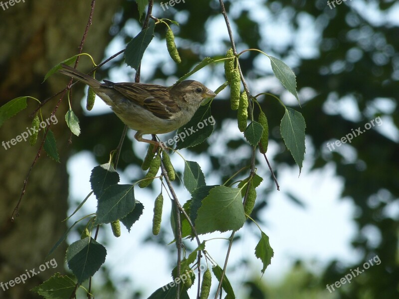 Bird Sparrow House Sperrling Animal Nature