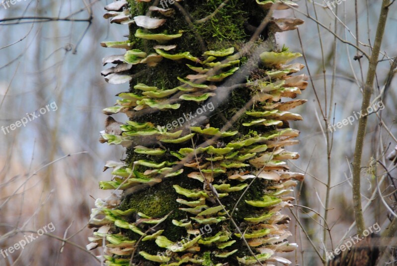 Tree Baumschwamm Nature Bavaria Inn