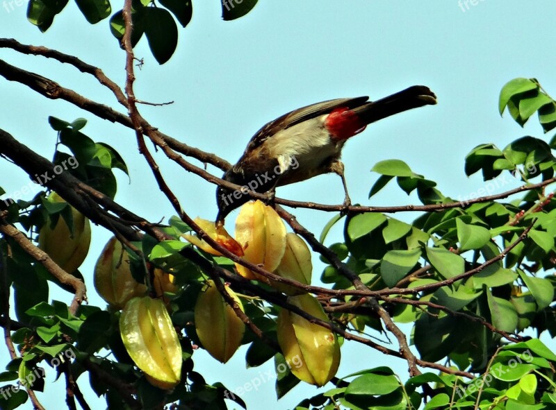 Red-vented Bulbul Pycnonotus Cafer Bird Pecking Starfruit Dharwad