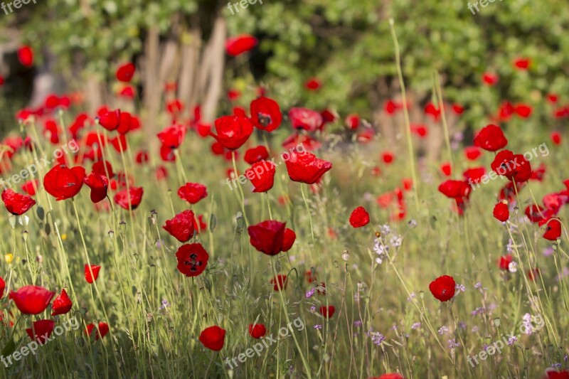 Poppies Flowers Red Poppy Poppies Field