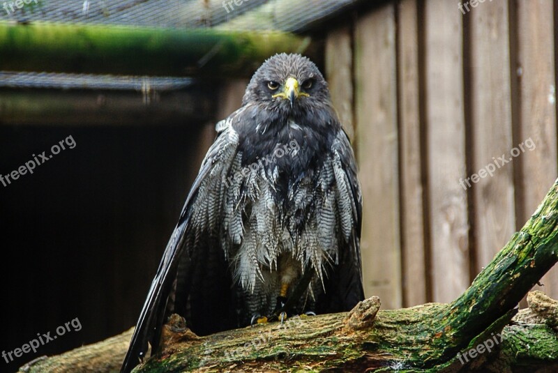 White Tailed Eagle Falconry Raptor Animal Close Up