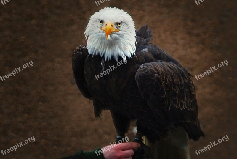 White Tailed Eagle Falconry Raptor Bald Eagle Animal