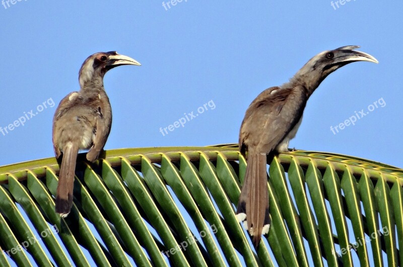 Indian Grey Hornbill Ocyceros Birostris Hornbill Bird Pair