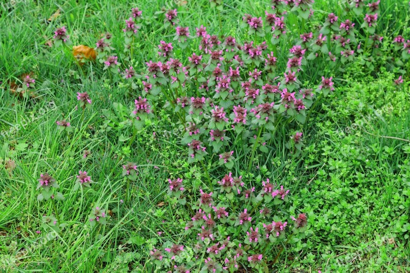 Nettles Meadow Lamium Plant Blossom