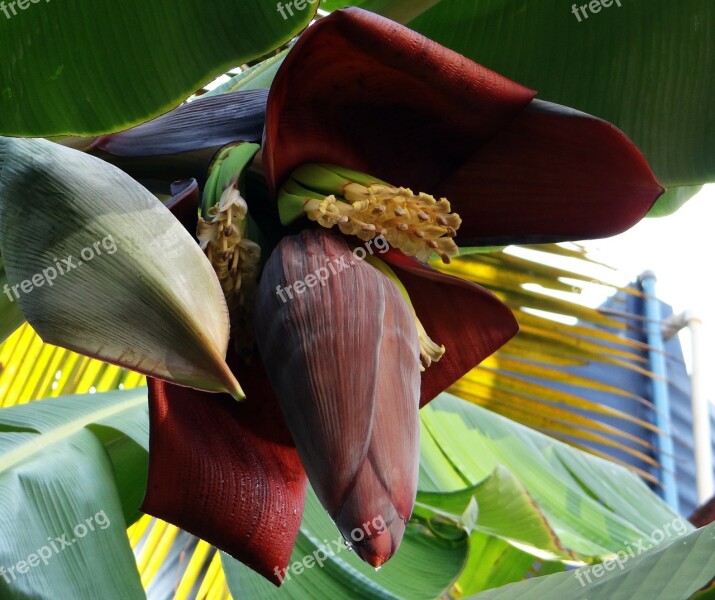 Banana Blossom Banana Tree Banana Flowers Fruits