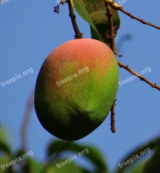 Mango Mangifera Indica Ripe Fruit Tropical Fruit