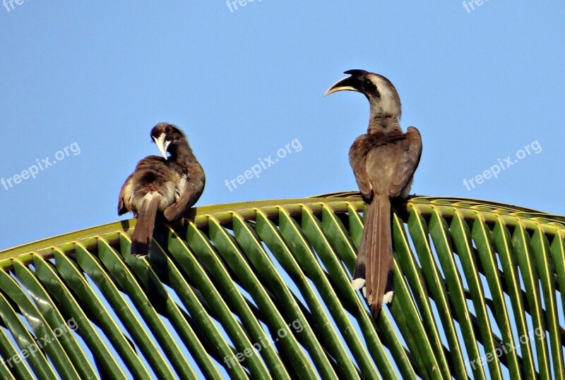 Indian Grey Hornbill Ocyceros Birostris Hornbill Bird Pair