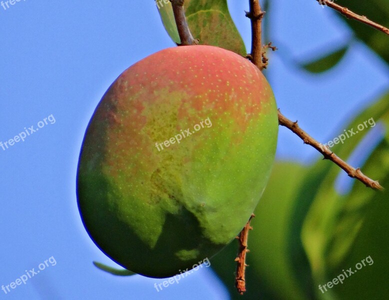 Mango Mangifera Indica About Ripe Tropical Fruit Mango Tree