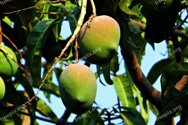 Mango Mangifera Indica About Ripe Tropical Fruit Mango Tree