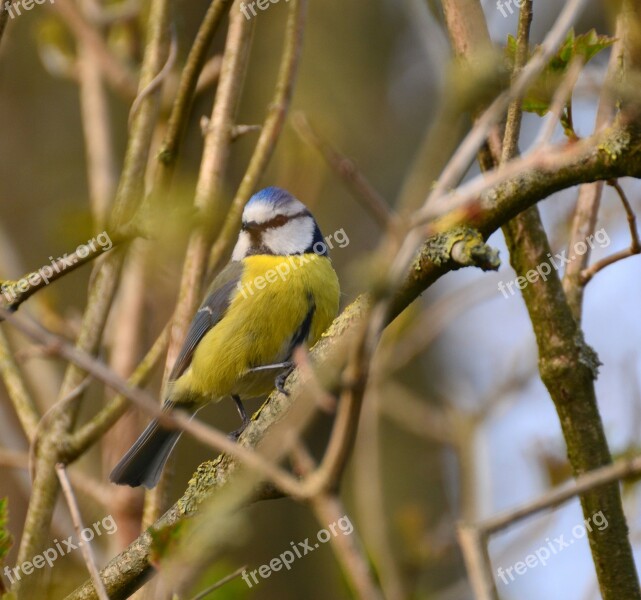 Tit Bird Nature Blue Tit Small Bird