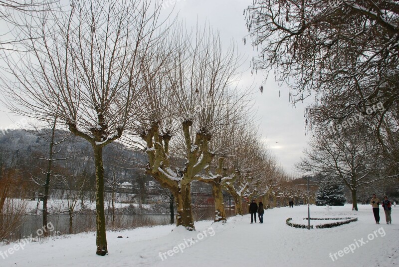 Winter Trees Saarbrücken Snowy Wintry