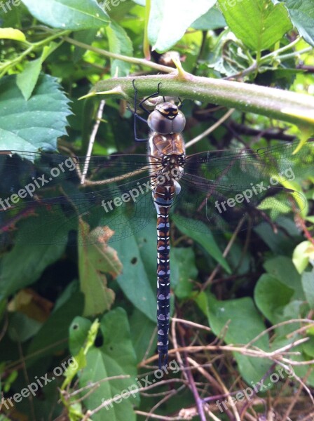 Dragonfly Bug Nature Free Photos