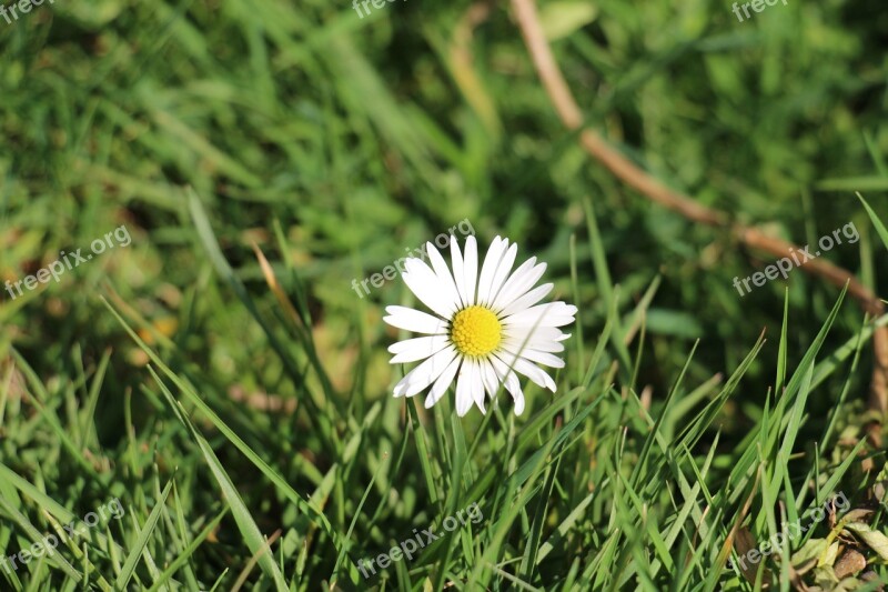 Daisy Flowers Nature Flower Spring