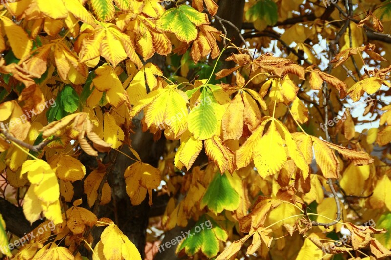 Chestnut Tree Leaves Yellow Park Tree