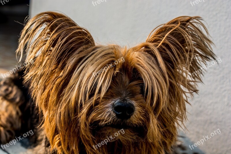 Yorkshire Terrier Dog Small Dog Free Photos