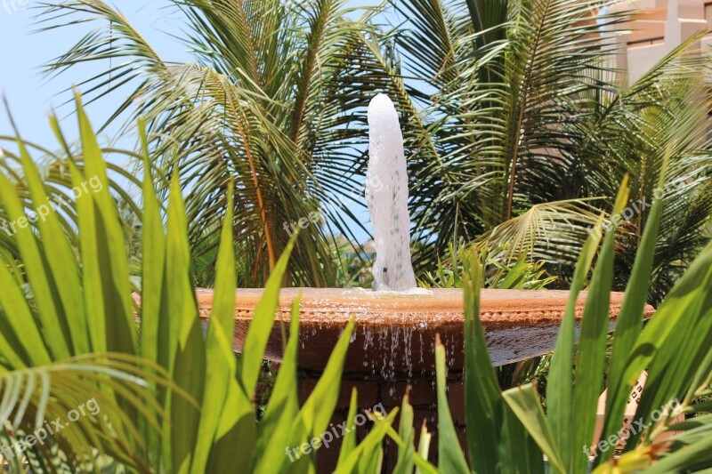 Fountain Palm Trees Cape Verde Free Photos