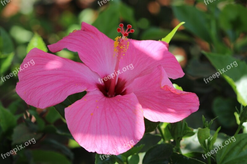 Flower Nature Cape Verde Lilac Flower Free Photos