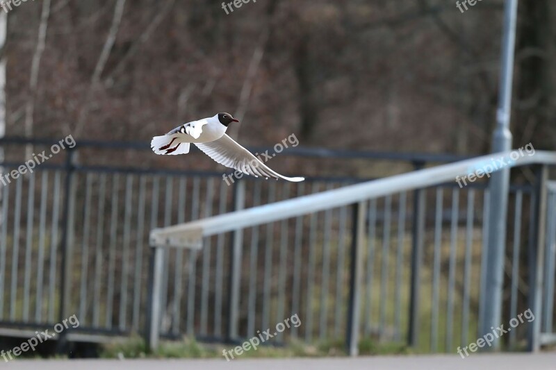 Gull Birds Bird Flying Animal