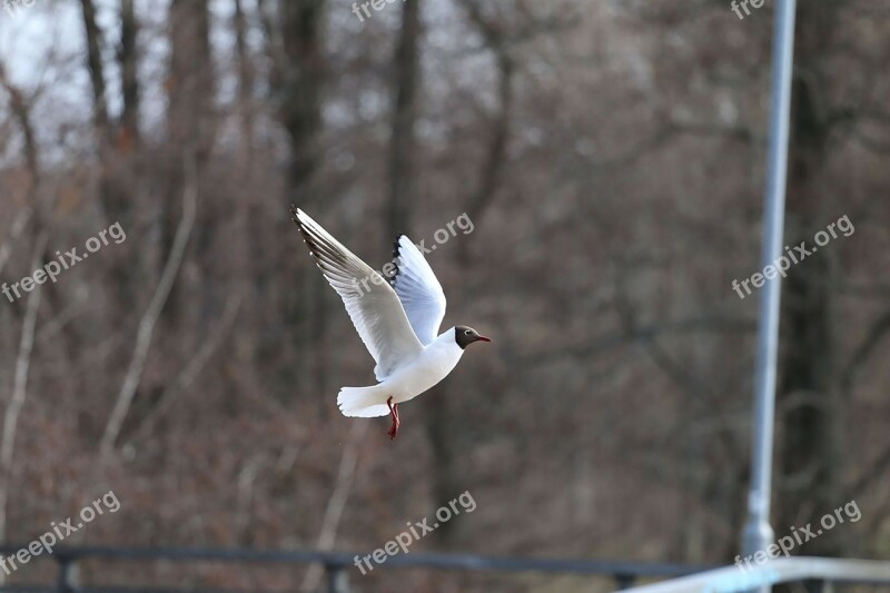 Bird Seagull Flying Animal Nature