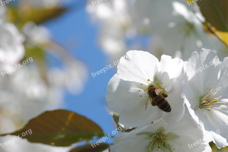 Bee Cherry Blossom Honey Bee Nectar Flower