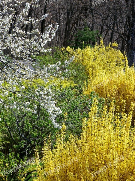 Gardens Spring Flowering Nature Contrast