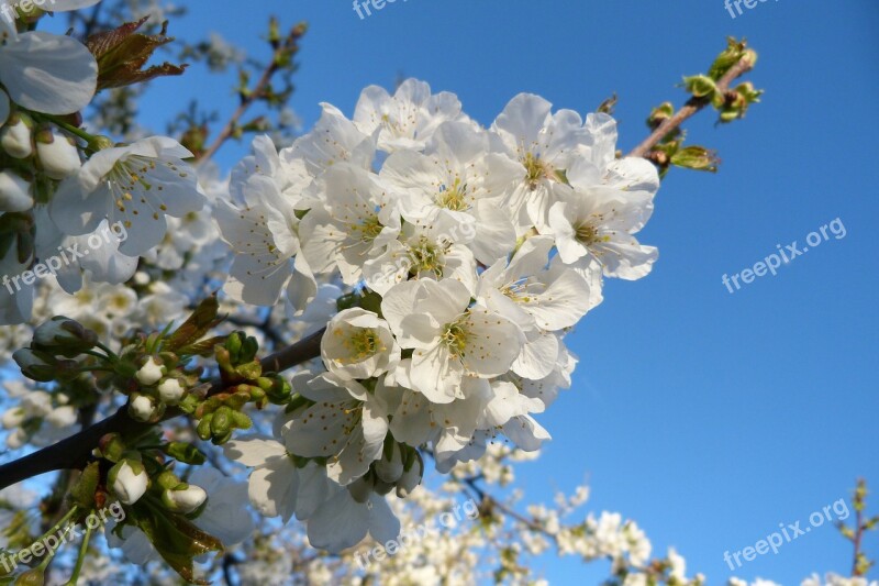 Flowers Nature Garden Flowering Spring