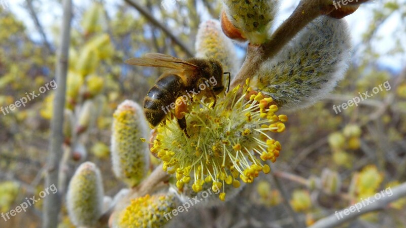 Insects Bee Forage Macro Flowering