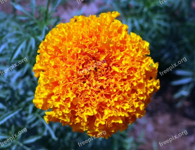 Marigold Flower Yellow Genda Jhenduphool