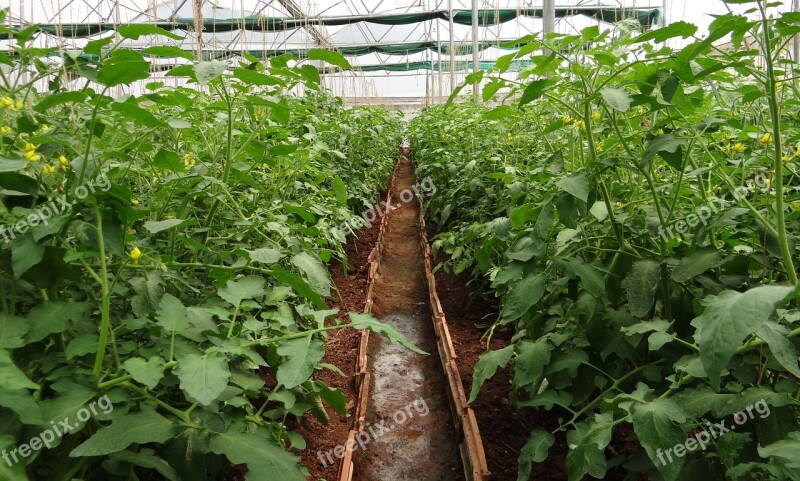 Tomato Plants Hothouse Greenhouse Forcing House Conservatory