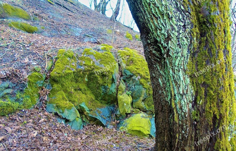 Tree Stone Moss Green Spring