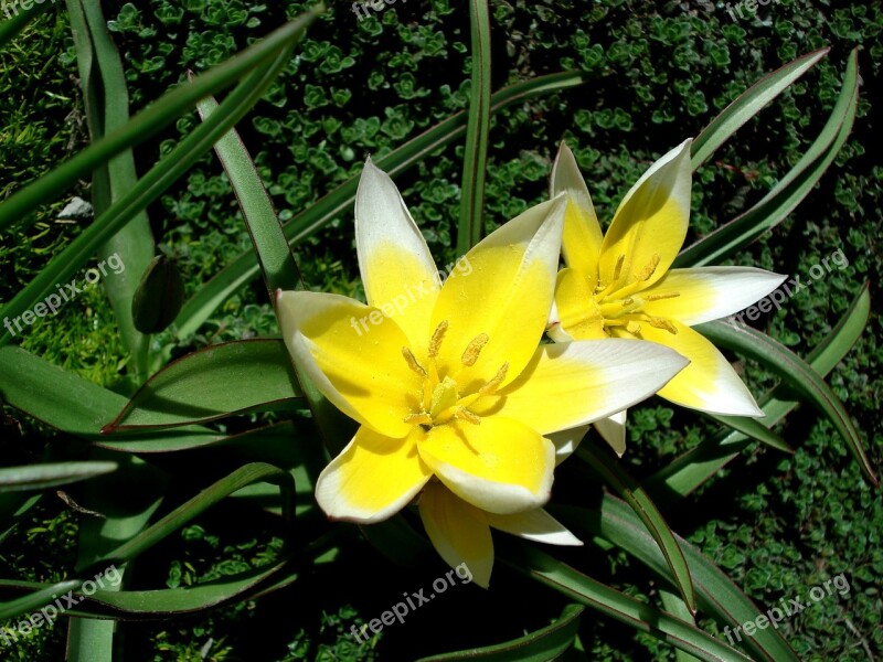 Tulip Spring Flower Yellow Flower Flower Flora