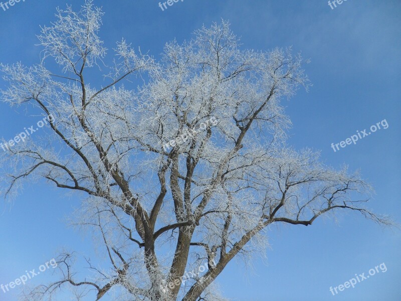 Crown Branches Filigree Ripe Sky