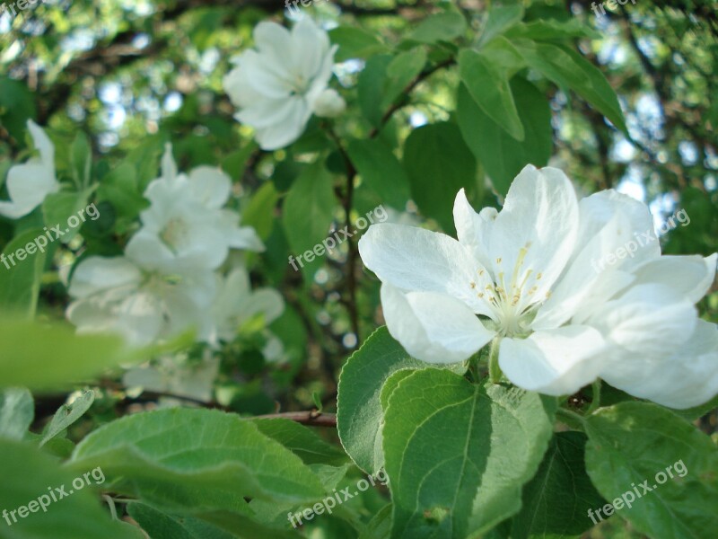 Apple Tree Flowering Tree Spring Flower