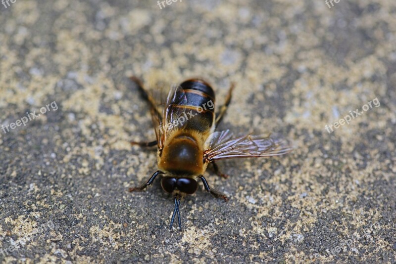 Drone Honey Bee Male Bee Buckfast