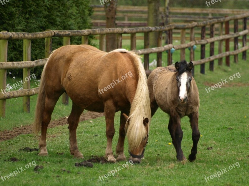 Horse Mare With Foal Foal Pasture Brown