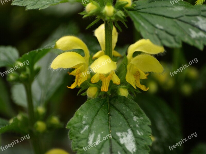 Yellow Deadnettle Dead Nettle Yellow Blossom Bloom