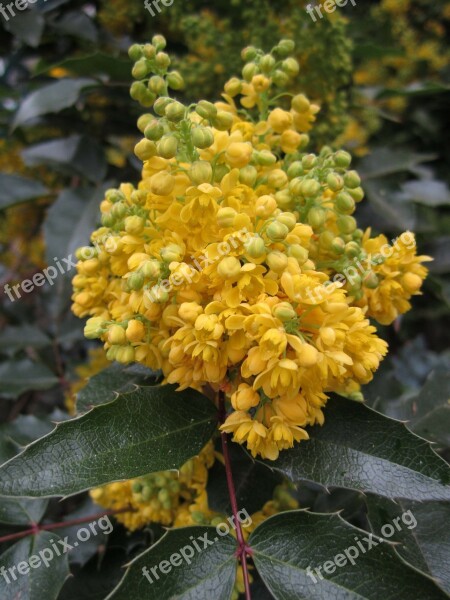 Plant Mahogany Mahonia Aquifolium Blossom Bloom