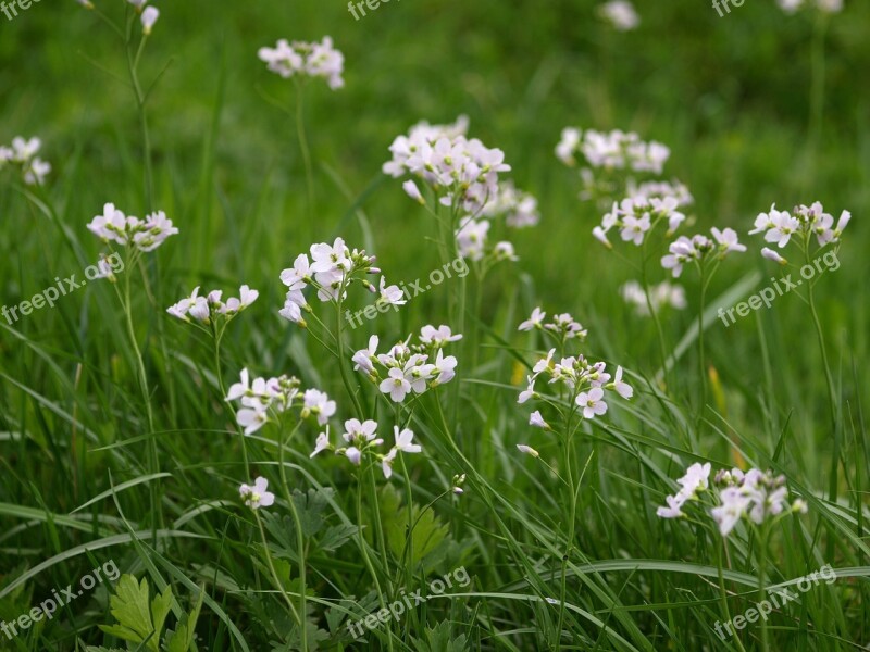 Heath Orchid Light Purple Meadow Nature Flower Meadow