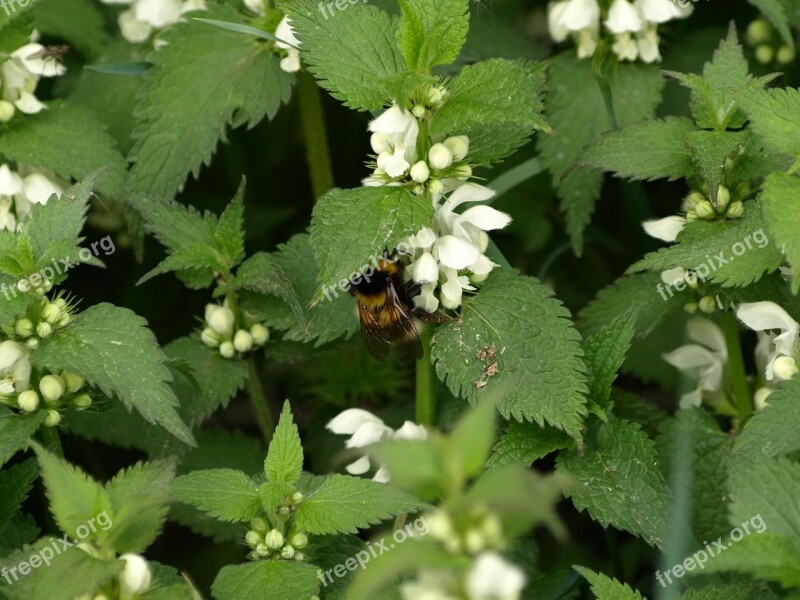 Dead Nettle White Deadnettle Hummel Free Photos