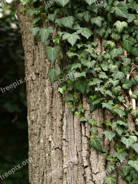 Ivy Tree Ranke Green Climber Plant