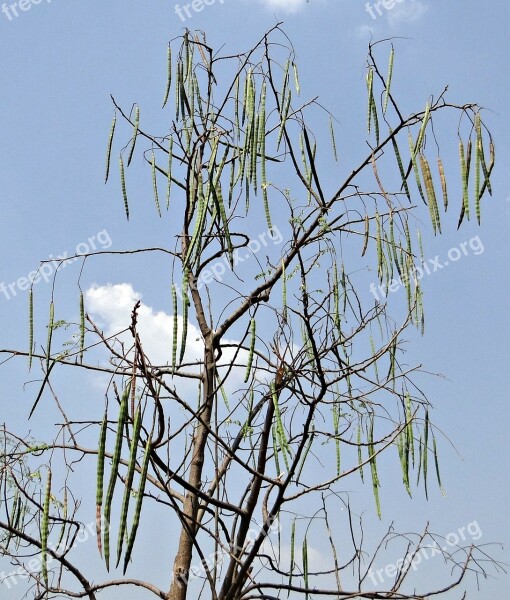 Moringa Oleifera Drumstick Tree Drumstick Vegetable Tree