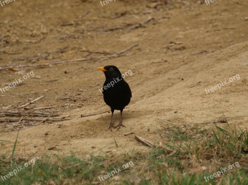 Blackbird Bird Black Summer Free Photos