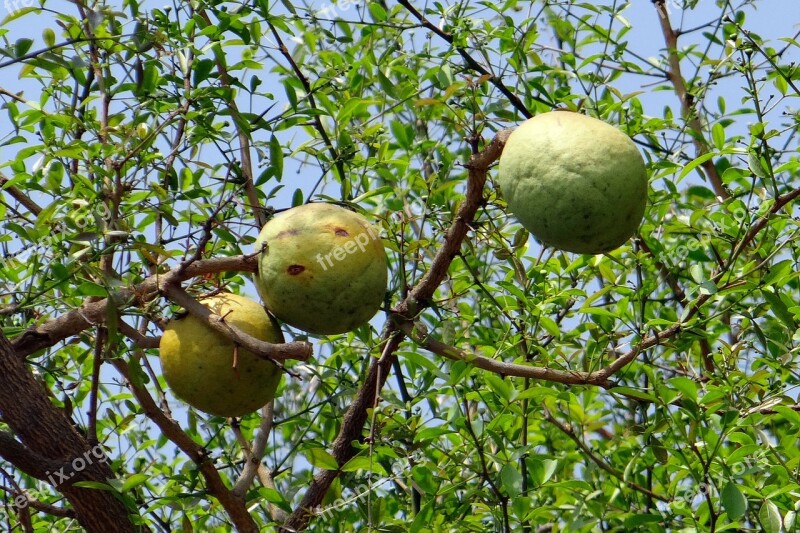 Aegle Marmelos Wood Apple Bael Bengal Quince Golden Apple