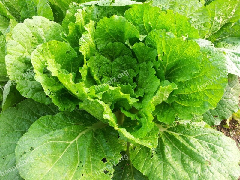 Chinese Cabbage Plants Green Vegetables Free Photos