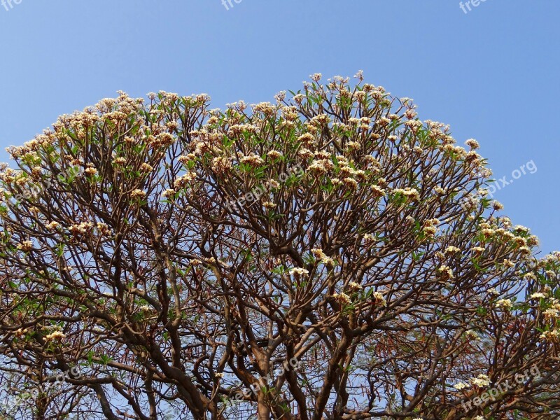 Plumeria Frangipani Flowers Tree Blossoms