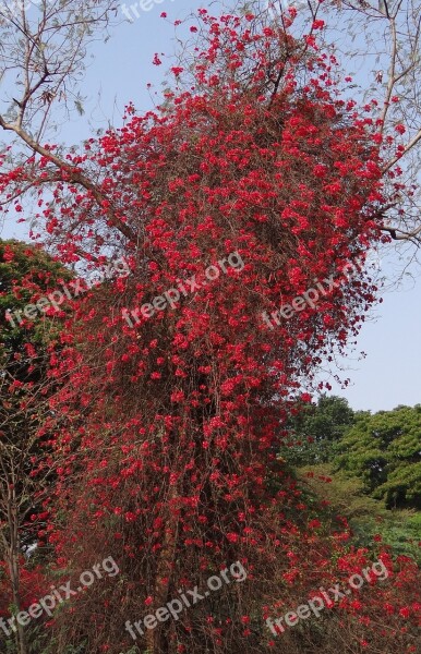 Bougainvillea Climber Flowers Red Blossom